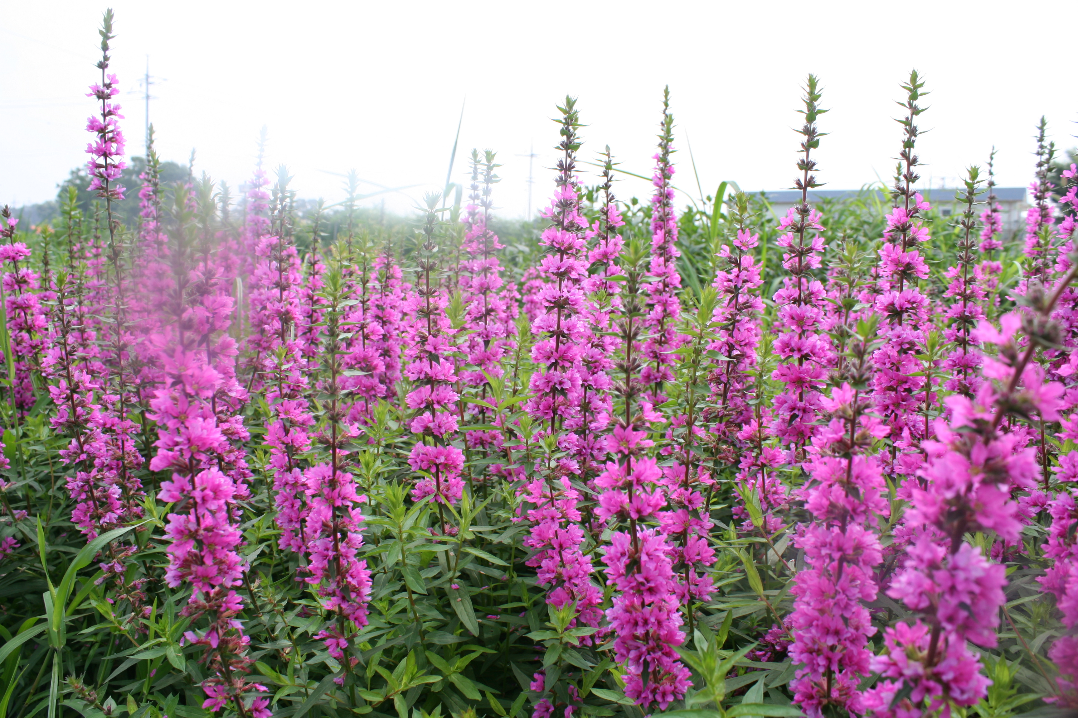 Lythrum salicaria ‘Top’